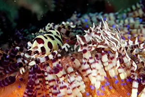 Painful: Coleman's Shrimp and Zebra Urchin Crab (Zebrida