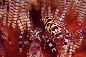 Spine: Coleman's Shrimps - Pair - on Fire Urchin (Asthenosoma