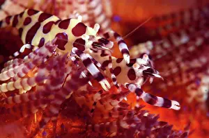 Spine: Coleman's Shrimps - Pair - on Fire Urchin (Asthenosoma