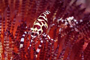Spine: Coleman's Shrimps - Pair - on Fire Urchin (Asthenosoma