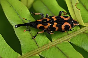 Andasibe: Coleoptera, Andasibe, Perinet, Alaotra-Mangoro Region