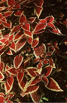 Ardea London: COLEUS BRILLIANT