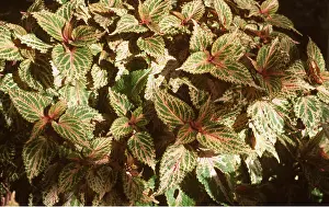 Ardea London: COLEUS GOLDIE