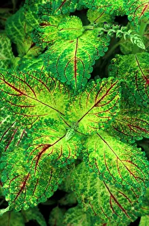 Coleus: Coleus Pecos - (under glass)