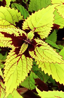 Coleus: Coleus Pineapple - (under glass)