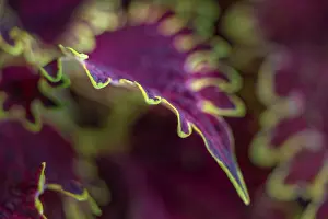 Strip: Coleus plant closeup