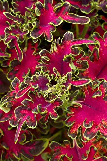 110219: Coleus (Plectranthus scutellarioides) Ruffles Copper