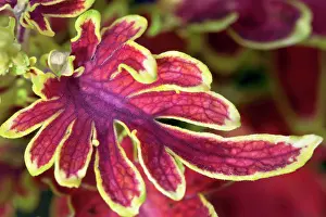 Coleus: Coleus, Solenostemon scutellarioides Bone Fish