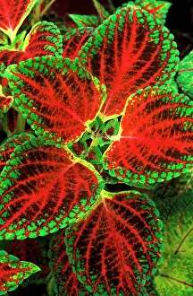 Greenhouses: Coleus Winsome - (under glass) in beautiful Victorian