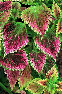 Greenhouses: Coleus'Nettie - (under glass) in beautiful Victorian