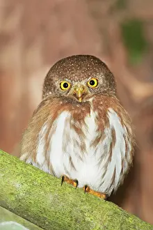 Palmarum: Colima Pygmy-Owl