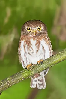 Palmarum: Colima Pygmy-Owl