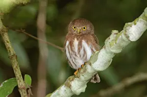 Palmarum: Colima Pygmy-Owl - (formerly Least Pygmy Owl)