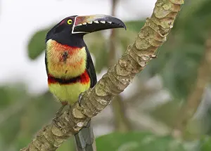 William: Collard aracari (Pteroglossus torquatus)