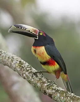 William: Collard aracari (Pteroglossus torquatus)
