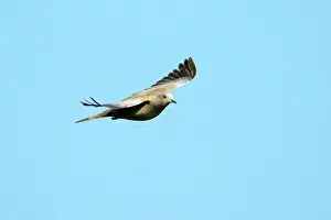 Collard: Collard Dove - in flight