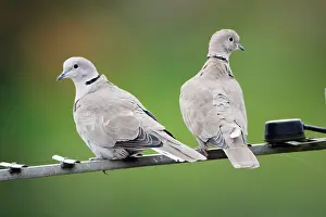 Collard: Collard Dove - pair sitting on TV aerial