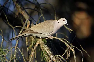 Collard: Collard Dove - perched on branch