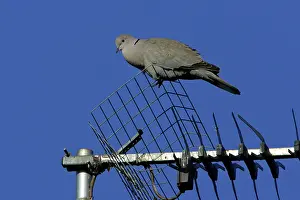 Decaocto: Collard Dove - perched on TV aerial, crooning