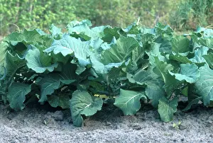 Leafy: Collards