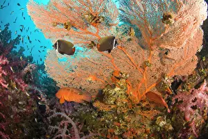 Butterflyfish: Collare Butterflyfish (Chaetodon collare)