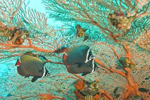 Butterflyfish: Collare Butterflyfish (Chaetodon collare)