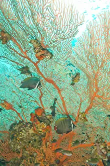 Butterflyfish: Collare Butterflyfish (Chaetodon collare)
