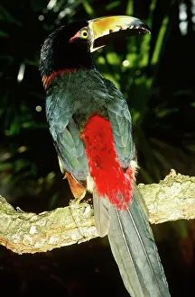 Aracari: Collared Aracari