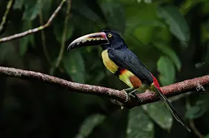 Aracari: Collared Aracari