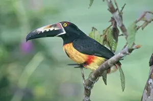 Aracari: Collared Aracari