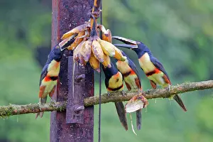 Aracaris: Collared Aracari - group on feeder Pteroglossus torquatus Bo
