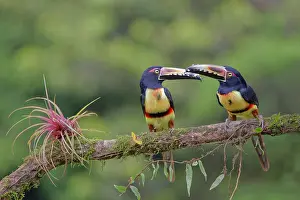 Aracaris: Collared Aracari - pair Pteroglossus torquatus Boco Tapada