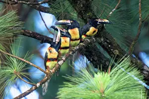 Toucan: Collared Aracari, Pteroglossus torquatus