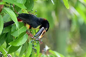 Toucan: Collared Aracari, Pteroglossus torquatus