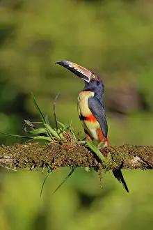 Aracaris: Collared Aracari Pteroglossus torquatus Boco Tapada, Costa R