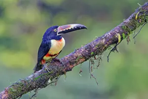 Aracaris: Collared Aracari Pteroglossus torquatus Boco Tapada, Costa R