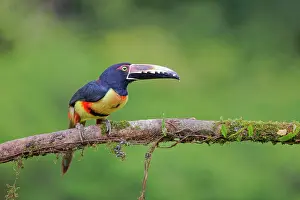 Aracaris: Collared Aracari Pteroglossus torquatus Boco Tapada, Costa R