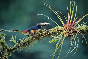 Boca: Collared aracari (Pteroglossus torquatus) on branch