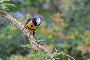 Aracaris: Collared Aracari Pteroglossus torquatus Cartago Province, Co