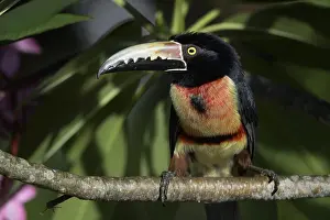 Collared: Collared Aracari (Pteroglossus torquatus), Corozal