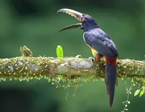 Alajuela: Collared aracari (Pteroglossus torquatus), Laguna