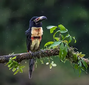 Shower: Collared Aracari (Pteroglossus torquatus) perch