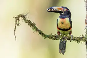 Piece: Collared aracari (Pteroglossus torquatus) with piece