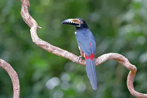 Aracaris: Collared Aracari Pteroglossus torquatus Sarapiqui, Costa Ric