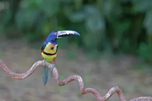 Aracaris: Collared Aracari Pteroglossus torquatus Sarapiqui, Costa Ric