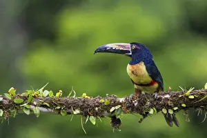 Housing: Collared Aracari (Pteroglossus torquatus), Toucans