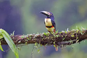 Raining: Collared Aracari - in rain Pteroglossus torquatus Boco Tapad