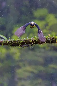 Aracaris: Collared Aracari - taking off Pteroglossus torquatus Boco Ta