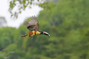 Aracaris: Collared Aracari - taking off Pteroglossus torquatus Boco Ta