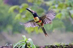 Aracaris: Collared Aracari - taking off Pteroglossus torquatus Boco Ta